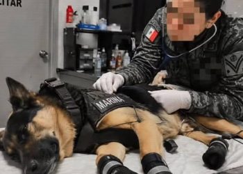 Max el perro rescatista mexicano que ayudo en Venezuela regresa herido tras salvar vidas entre escombros