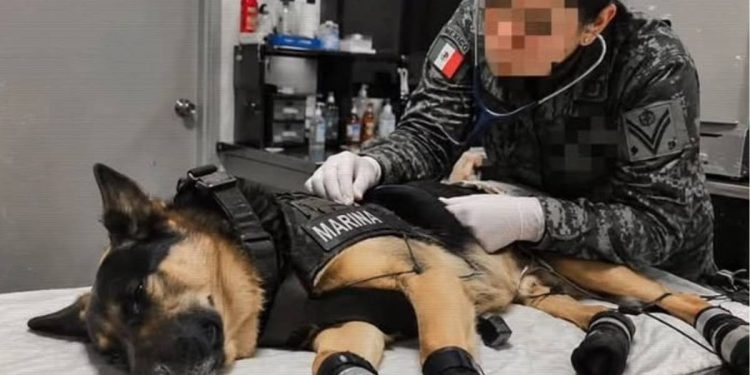 Max el perro rescatista mexicano que ayudo en Venezuela regresa herido tras salvar vidas entre escombros
