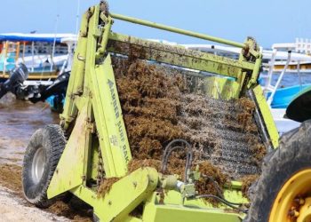 Sargazo en Quintana Roo 74 playas registran recale excesivo de macroalga en el Caribe Mexicano