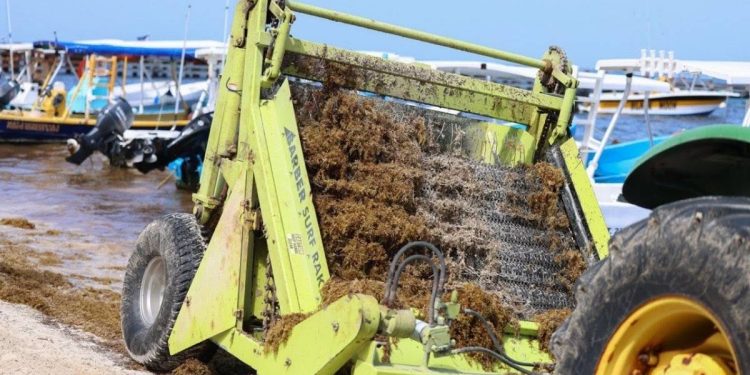 Sargazo en Quintana Roo 74 playas registran recale excesivo de macroalga en el Caribe Mexicano