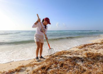 Van 25 mil 539.5 toneladas de sargazo recolectadas en este 2026 en Cancún