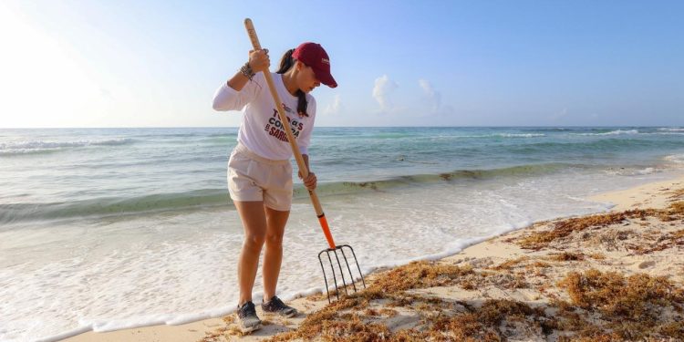 Van 25 mil 539.5 toneladas de sargazo recolectadas en este 2026 en Cancún