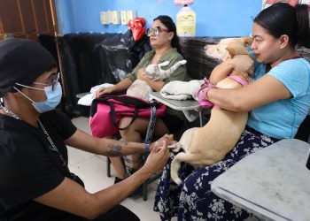 Realizan la octava jornada de la campaña de esterilización “Cero sobrepoblación animal de raíz”