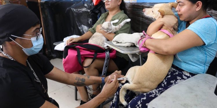 Realizan la octava jornada de la campaña de esterilización “Cero sobrepoblación animal de raíz”