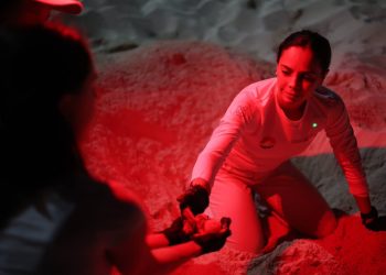 Cancún fortalece la protección de las Tortugas Marinas con más de 130 mil huevos resguardados
