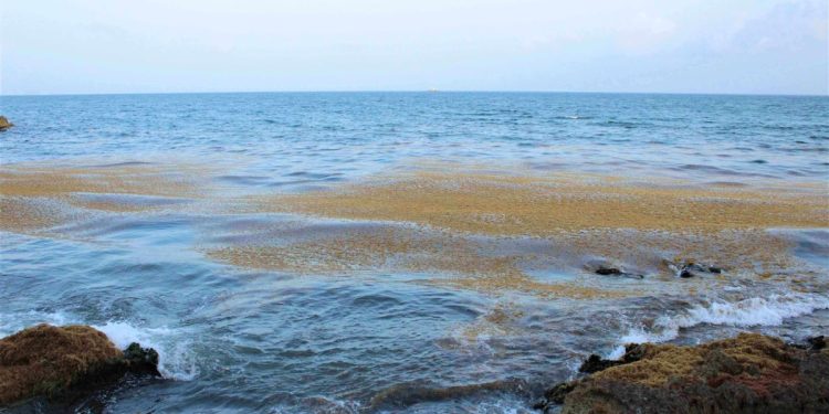 Aprovechamiento del sargazo sigue pendiente en Playa del Carmen