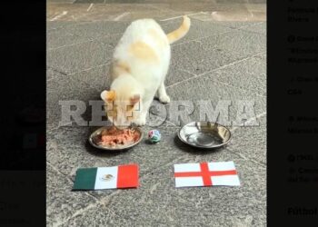 Gato de Palacio predice triunfo de México sobre Inglaterra