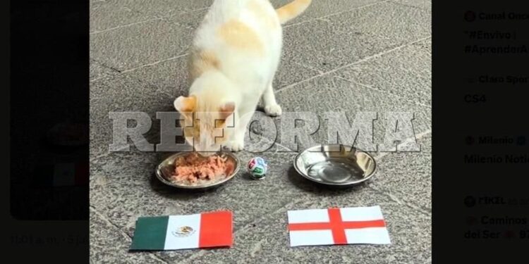 Gato de Palacio predice triunfo de México sobre Inglaterra