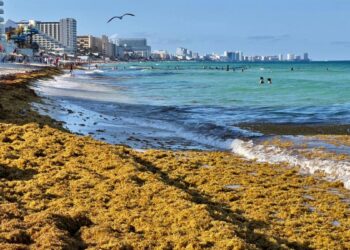 Expertos analizarán las causas del sargazo en Quintana Roo