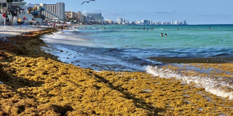 Expertos analizarán las causas del sargazo en Quintana Roo
