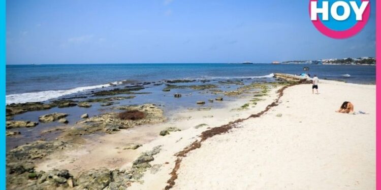Playa del Carmen refuerza lucha contra el sargazo con apoyo de Marina