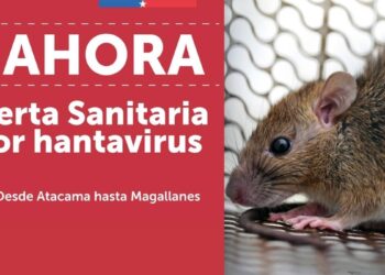 Chile activa alerta sanitaria por hantavirus 18 muertos y una letalidad de 39