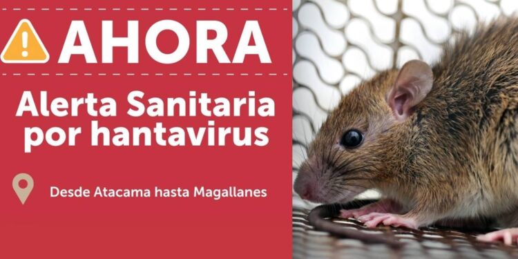 Chile activa alerta sanitaria por hantavirus 18 muertos y una letalidad de 39
