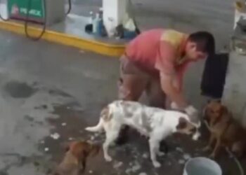 Despiden a empleado de una gasolinera por bañar y alimentar a perros callejeros
