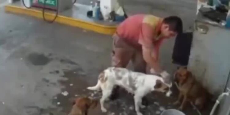Despiden a empleado de una gasolinera por bañar y alimentar a perros callejeros