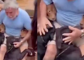 Hombre arriesga su vida para salvar a sus perritos tras una inundación