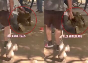 Jaguar ataca a menor de 3 años en sitio turístico de Aguascalientes