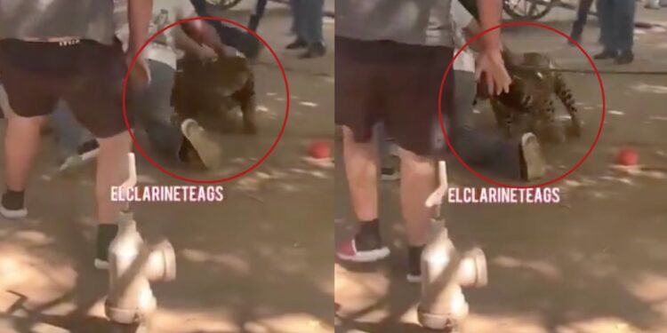 Jaguar ataca a menor de 3 años en sitio turístico de Aguascalientes