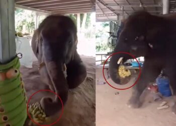 Joven elefante entra sigilosamente a una casa y se lleva una penca de plátanos