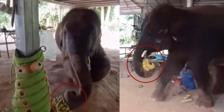 Joven elefante entra sigilosamente a una casa y se lleva una penca de plátanos