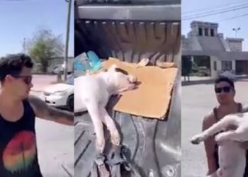 “Me lo envenenaron” Joven exige justicia tras la muerte de su perro en Tulum
