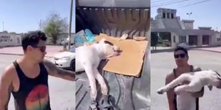 “Me lo envenenaron” Joven exige justicia tras la muerte de su perro en Tulum