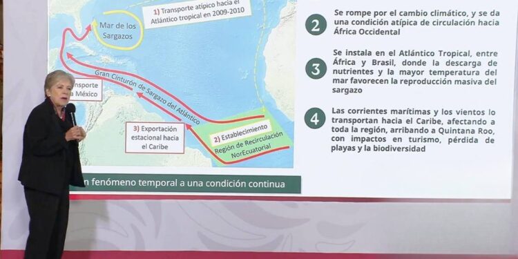 Mexico anuncia mas de 2 mil MDP para la estrategia contra el sargazo 2026 rompe todos los records