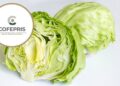 Mexico investiga posible vinculo de lechuga con brote de diarrea explosiva en EU
