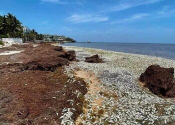 Miles de peces aparecen muertos en Puerto Morelos investigan si el sargazo provoco la mortandad