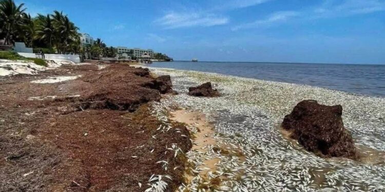 Miles de peces aparecen muertos en Puerto Morelos investigan si el sargazo provoco la mortandad