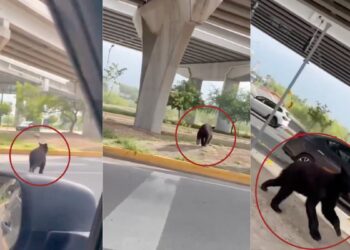 Oso negro se vitaliza por cruzar avenida Morones Prieto en Nuevo León