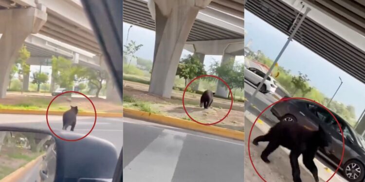 Oso negro se vitaliza por cruzar avenida Morones Prieto en Nuevo León