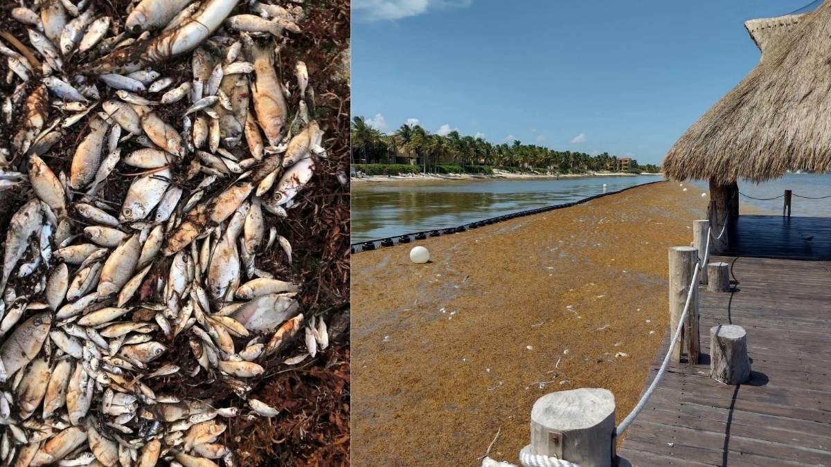 Peces aparecen muertos en Puerto Morelos un problema documentado desde hace años