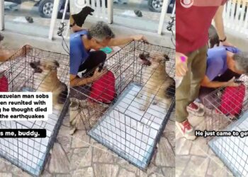 Perro se reencuentra con su dueño tras terremoto en Venezuela
