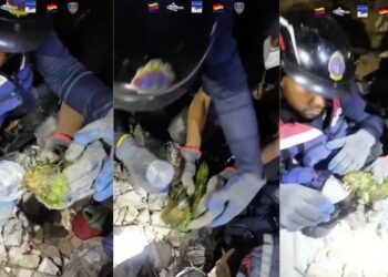 Rescatan a lorito que estuvo bajo los escombros 9 días tras doble terremoto de Venezuela