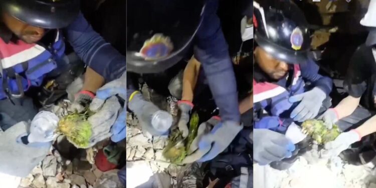 Rescatan a lorito que estuvo bajo los escombros 9 días tras doble terremoto de Venezuela