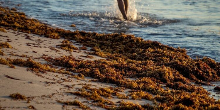 Sargazo invade Quintana Roo llegan hasta 9 mil toneladas diarias a las playas alerta Semarnat