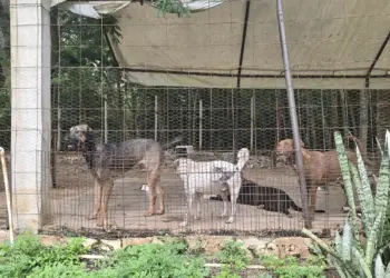 Alertan por refugios llenos ante baja adopción de mascotas