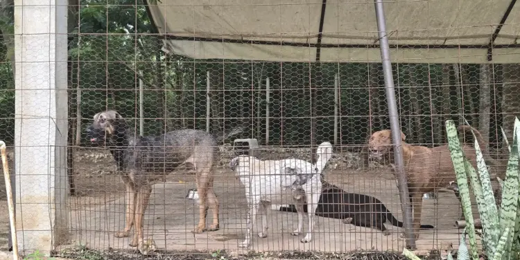 Alertan por refugios llenos ante baja adopción de mascotas