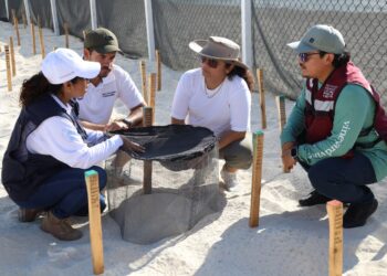 Reafirma Ayuntamiento de Benito Juárez compromiso con la conservación de las Tortugas Marinas