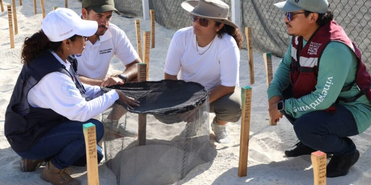 Reafirma Ayuntamiento de Benito Juárez compromiso con la conservación de las Tortugas Marinas