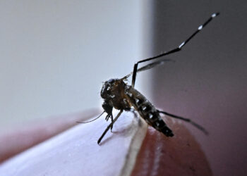 Aumentan casos de dengue en México; reportan siete muertes durante 2026
