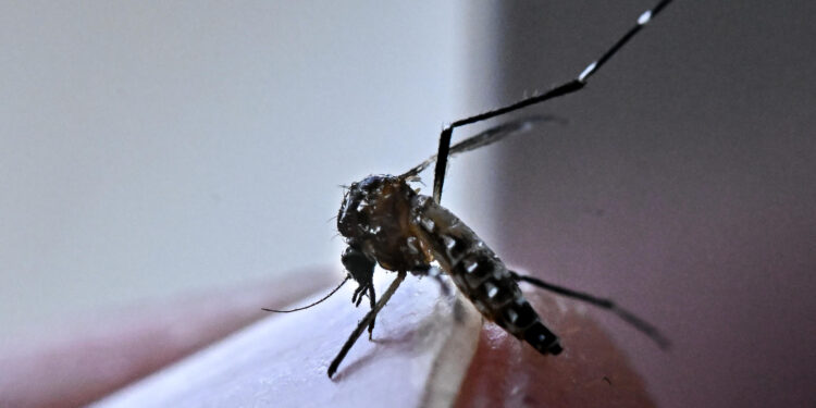 Aumentan casos de dengue en México; reportan siete muertes durante 2026