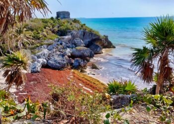 Tulum rompe récord de recolección de sargazo en playas durante 2026