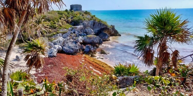 Tulum rompe récord de recolección de sargazo en playas durante 2026