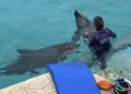 Cozumel podría albergar nuevo santuario de delfines en Q. Roo
