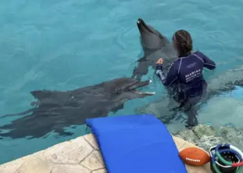 Cozumel podría albergar nuevo santuario de delfines en Q. Roo