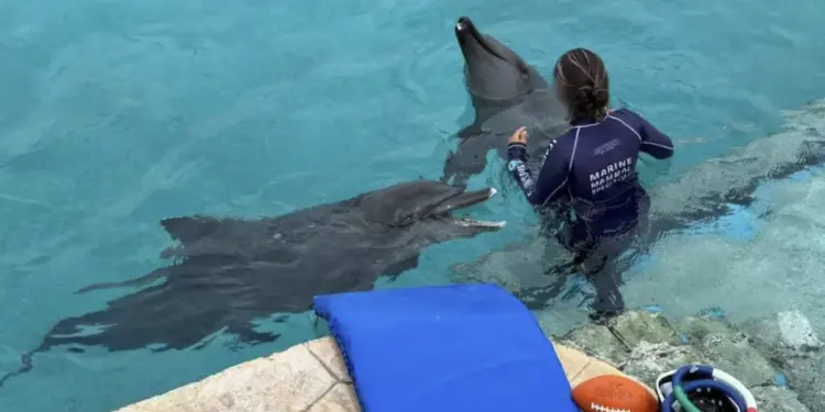 Cozumel podría albergar nuevo santuario de delfines en Q. Roo