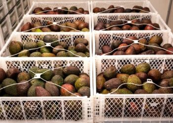 Estados Unidos reanuda inspecciones al aguacate de Michoacan tras suspension por amenazas