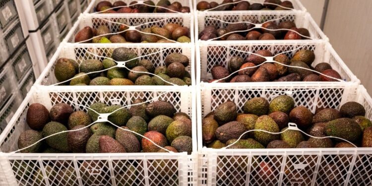 Estados Unidos reanuda inspecciones al aguacate de Michoacan tras suspension por amenazas